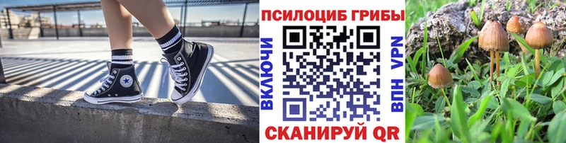купить наркоту  Беломорск  Псилоцибиновые грибы MAGIC MUSHROOMS 